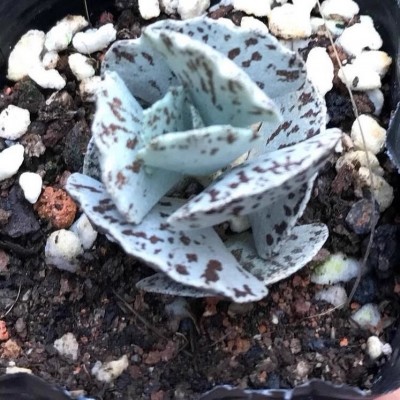 【扇雀】雀扇伽蓝菜属多肉植物防辐射萌肉肉植物花卉盆栽图4