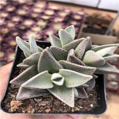 【扇雀】雀扇伽蓝菜属多肉植物防辐射萌肉肉植物花卉盆栽图5