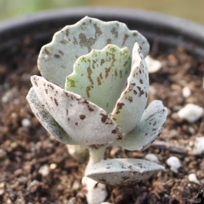 【扇雀】雀扇伽蓝菜属多肉植物防辐射萌肉肉植物花卉盆栽图2