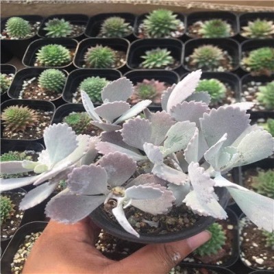 【扇雀】雀扇伽蓝菜属多肉植物防辐射萌肉肉植物花卉盆栽图3