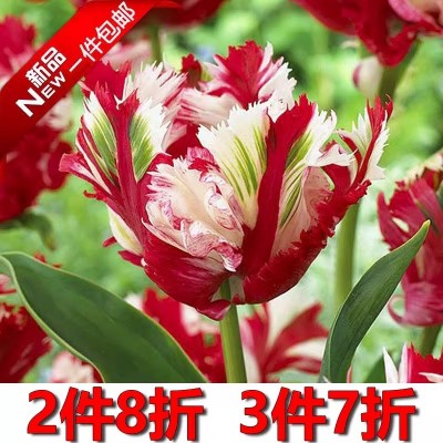 【5颗装】稀有重瓣荷兰郁金香种球鹦鹉新品当年开花卉盆栽图3