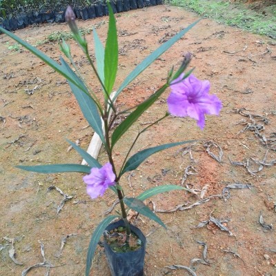 芦莉草盆栽花卉四季开花蓝草花紫花翠芦莉花苗庭院植物四季种易活图2