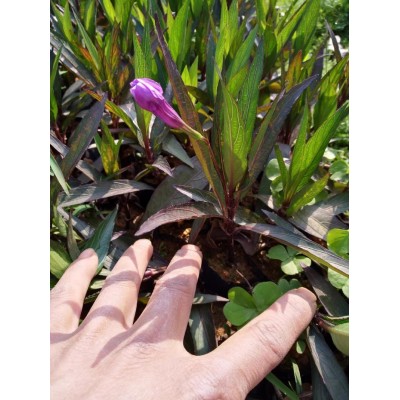 芦莉草盆栽花卉四季开花蓝草花紫花翠芦莉花苗庭院植物四季种易活图3