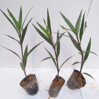 芦莉草盆栽花卉四季开花蓝草花紫花翠芦莉花苗庭院植物四季种易活图4