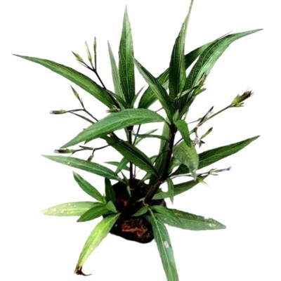 芦莉草盆栽花卉四季开花蓝草花紫花翠芦莉花苗庭院植物四季种易活图5
