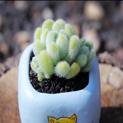 信东尼多头多肉植物组合盆栽办公室室内绿植园艺花卉新款稀有萌肉图2