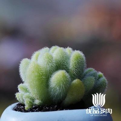 信东尼多头多肉植物组合盆栽办公室室内绿植园艺花卉新款稀有萌肉图3