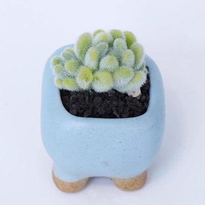 信东尼多头多肉植物组合盆栽办公室室内绿植园艺花卉新款稀有萌肉图5