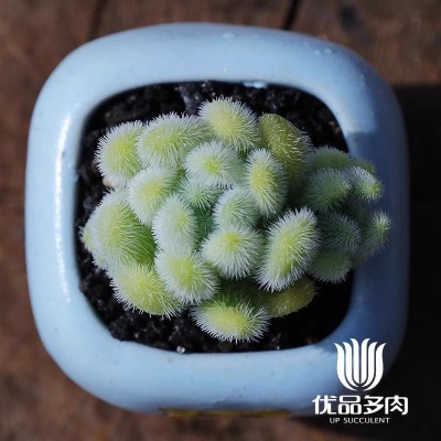 信东尼多头多肉植物组合盆栽办公室室内绿植园艺花卉新款稀有萌肉图4