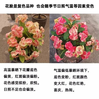 新品种花脸大叶大花虎刺梅盆栽耐旱热晒铁海棠喜阳好养懒人花卉图2