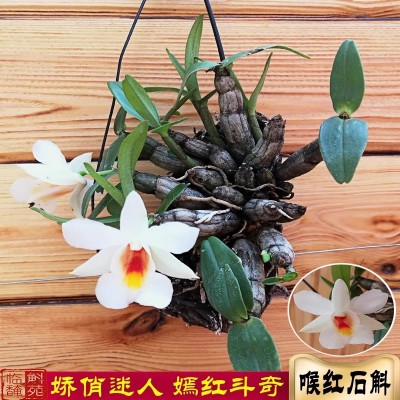 喉红石斛苗 云南原生苗 袖珍精致可爱 微景观造景好物 花大气漂亮图2