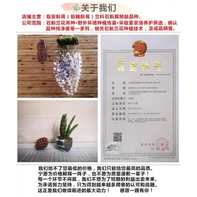 喉红石斛苗 云南原生苗 袖珍精致可爱 微景观造景好物 花大气漂亮图4