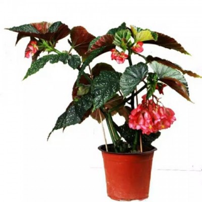 竹节海棠花卉盆栽大叶斑点易活四季阳台观叶秋海棠木本绿植物好养图5