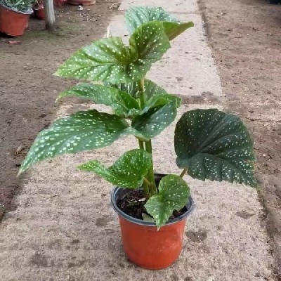竹节海棠花卉盆栽大叶斑点易活四季阳台观叶秋海棠木本绿植物好养图4