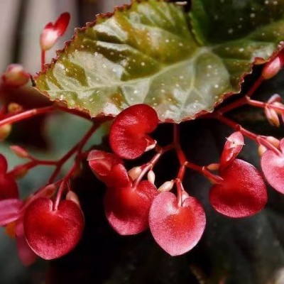 竹节海棠花卉盆栽大叶斑点易活四季阳台观叶秋海棠木本绿植物好养图3