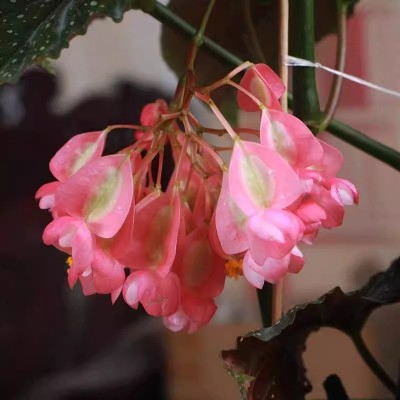 竹节海棠花卉盆栽大叶斑点易活四季阳台观叶秋海棠木本绿植物好养图2