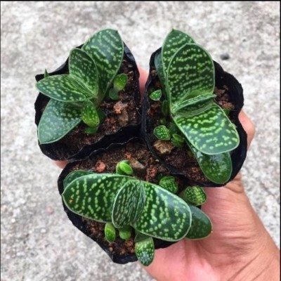 子宝元宝花条纹十二卷多肉植物办公室盆栽绿植花卉室内常绿易养活图2
