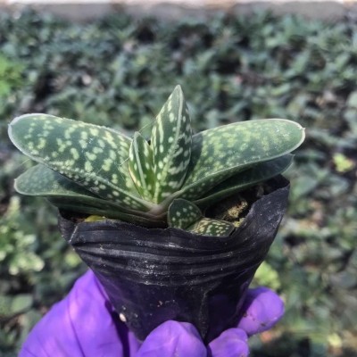 子宝元宝花条纹十二卷多肉植物办公室盆栽绿植花卉室内常绿易养活图4