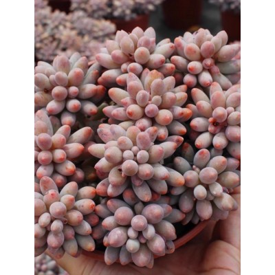 婴儿手指多肉植物盆栽花卉群生多头室内稀有品种贵货大颗老桩图2