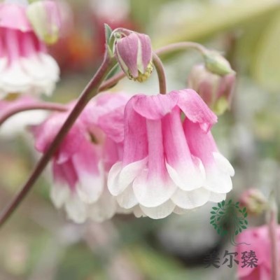 猫爪花玫瑰色耧斗菜种子观花绿化家庭园艺阳台庭院盆栽花种籽子图2