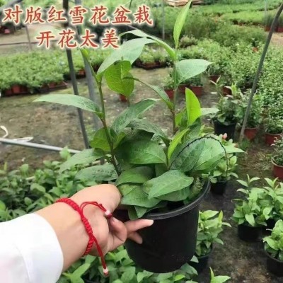 红色红雪花苗耐热长势快多年生室外阳台庭院植物易养蓝雪花白雪花图5