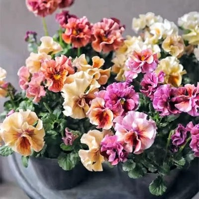 皱边角堇6厘米口径盆苗带花 小熊角堇 小兔子角堇 【鲁虹园艺】图2