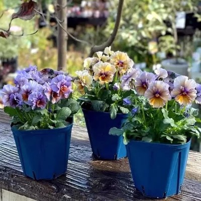 皱边角堇6厘米口径盆苗带花 小熊角堇 小兔子角堇 【鲁虹园艺】图3