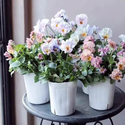 皱边角堇6厘米口径盆苗带花 小熊角堇 小兔子角堇 【鲁虹园艺】图4