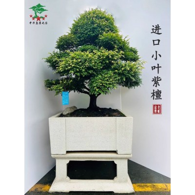 正宗小叶紫檀盆景老桩真树室内办公室阳台别墅庭院好养绿植大盆栽图2