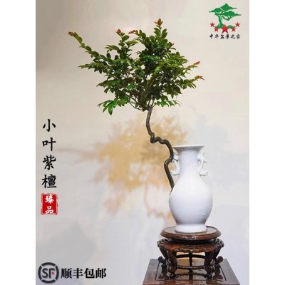 正宗小叶紫檀盆景老桩真树室内办公室阳台别墅庭院好养绿植大盆栽图5