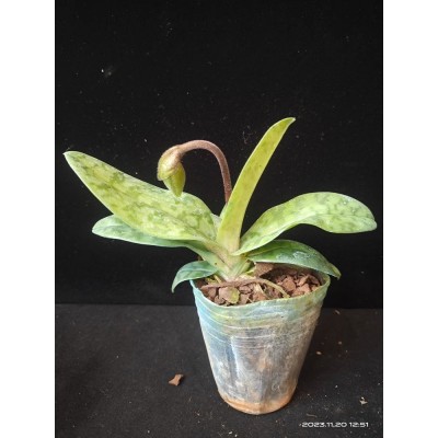 遇涧兰园 秀丽兜兰Paph venustum 花期长 独特花 1.7吋原杯发货图3