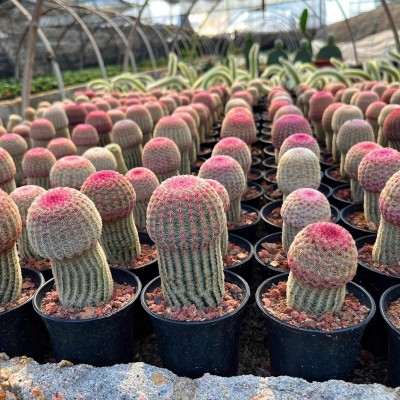 红太阳仙人球稀有品种开花多肉植物盆栽花卉仙人掌小型绿植桌面花图2