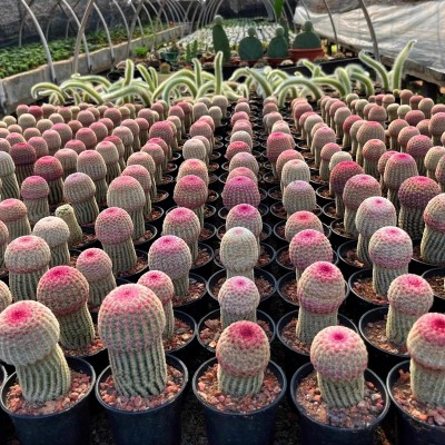 红太阳仙人球稀有品种开花多肉植物盆栽花卉仙人掌小型绿植桌面花图3