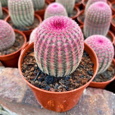 红太阳仙人球稀有品种开花多肉植物盆栽花卉仙人掌小型绿植桌面花图4