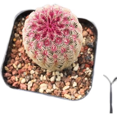 红太阳仙人球稀有品种开花多肉植物盆栽花卉仙人掌小型绿植桌面花图5