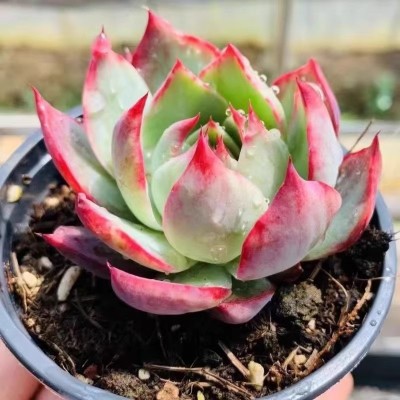 惊鸿仙子多肉植物新品贵货稀有花卉盆栽绿植好养组合肉肉拉丝肉肉图2