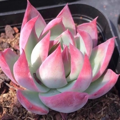 惊鸿仙子多肉植物新品贵货稀有花卉盆栽绿植好养组合肉肉拉丝肉肉图3