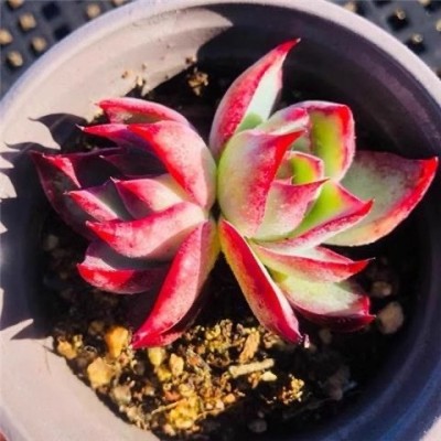 惊鸿仙子多肉植物新品贵货稀有花卉盆栽绿植好养组合肉肉拉丝肉肉图4