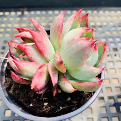 惊鸿仙子多肉植物新品贵货稀有花卉盆栽绿植好养组合肉肉拉丝肉肉图5