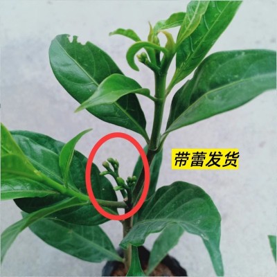 狗牙花盆栽花苗带蕾四季开花植物花卉水晶茉莉丁香白庭院阳台绿植图4