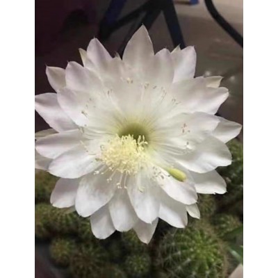 玻璃球金盛丸仙人球开白花草球仙人掌花卉植物带花苞盆栽易养绿植图3