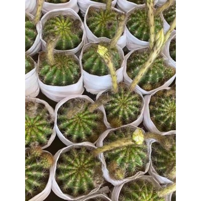 玻璃球金盛丸仙人球开白花草球仙人掌花卉植物带花苞盆栽易养绿植图5