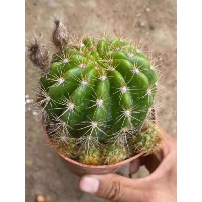 玻璃球金盛丸仙人球开白花草球仙人掌花卉植物带花苞盆栽易养绿植图4