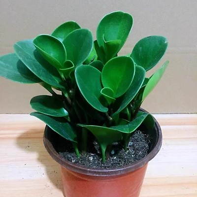 豆瓣绿公主 多肉植物懒人好养盆栽室内电脑桌面净化空气 碧玉绿植图2