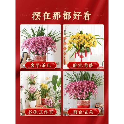 爱优尚大花蕙兰盆栽带花苞春节花卉年宵花室内客厅拱兰蕙兰兰花图5