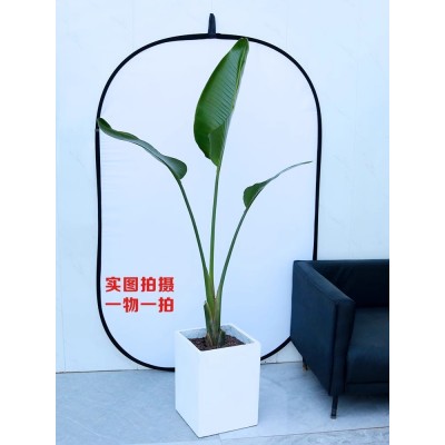 北京天堂鸟一物一拍单颗北欧大型大叶绿植盆栽鹤望兰净化除甲醛图2