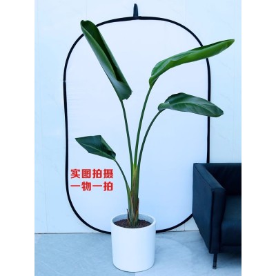 北京天堂鸟一物一拍单颗北欧大型大叶绿植盆栽鹤望兰净化除甲醛图4