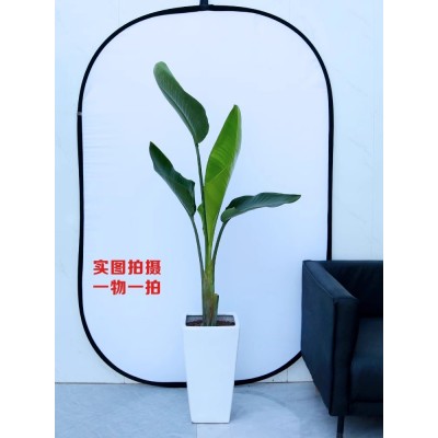 北京天堂鸟一物一拍单颗北欧大型大叶绿植盆栽鹤望兰净化除甲醛图5