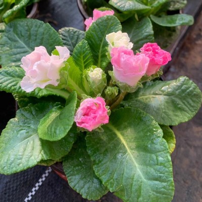 报春花盆栽欧洲花卉重瓣冬季耐寒阳台室内喜光包邮四季开花带花苞图2