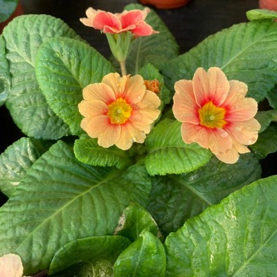 报春花盆栽欧洲花卉重瓣冬季耐寒阳台室内喜光包邮四季开花带花苞图3
